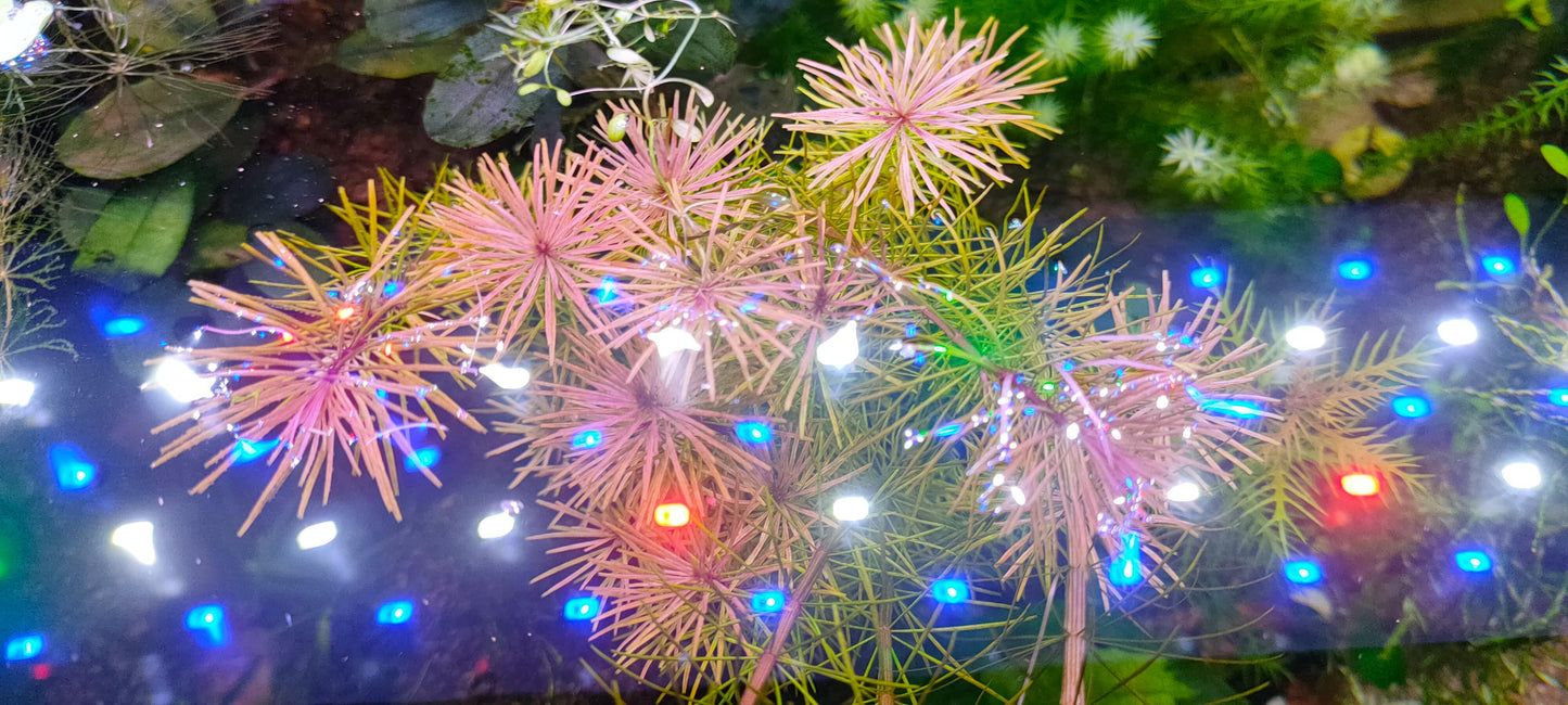 Rotala vietnam 15 stems 15 cm