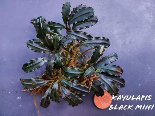 30 rhizome mix bucephalandra