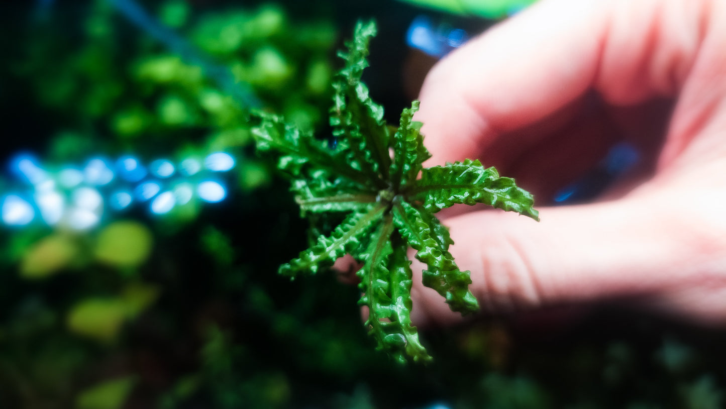Pogostemon helferi red 2 plant