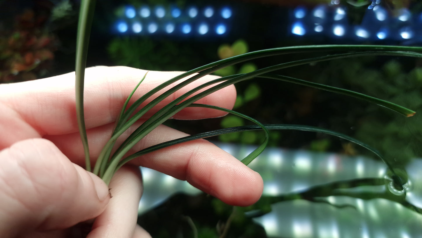 Fenestratarum callum 1 rhizome 5cm