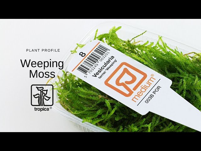 Weeping Moss Vesicularia Ferriei