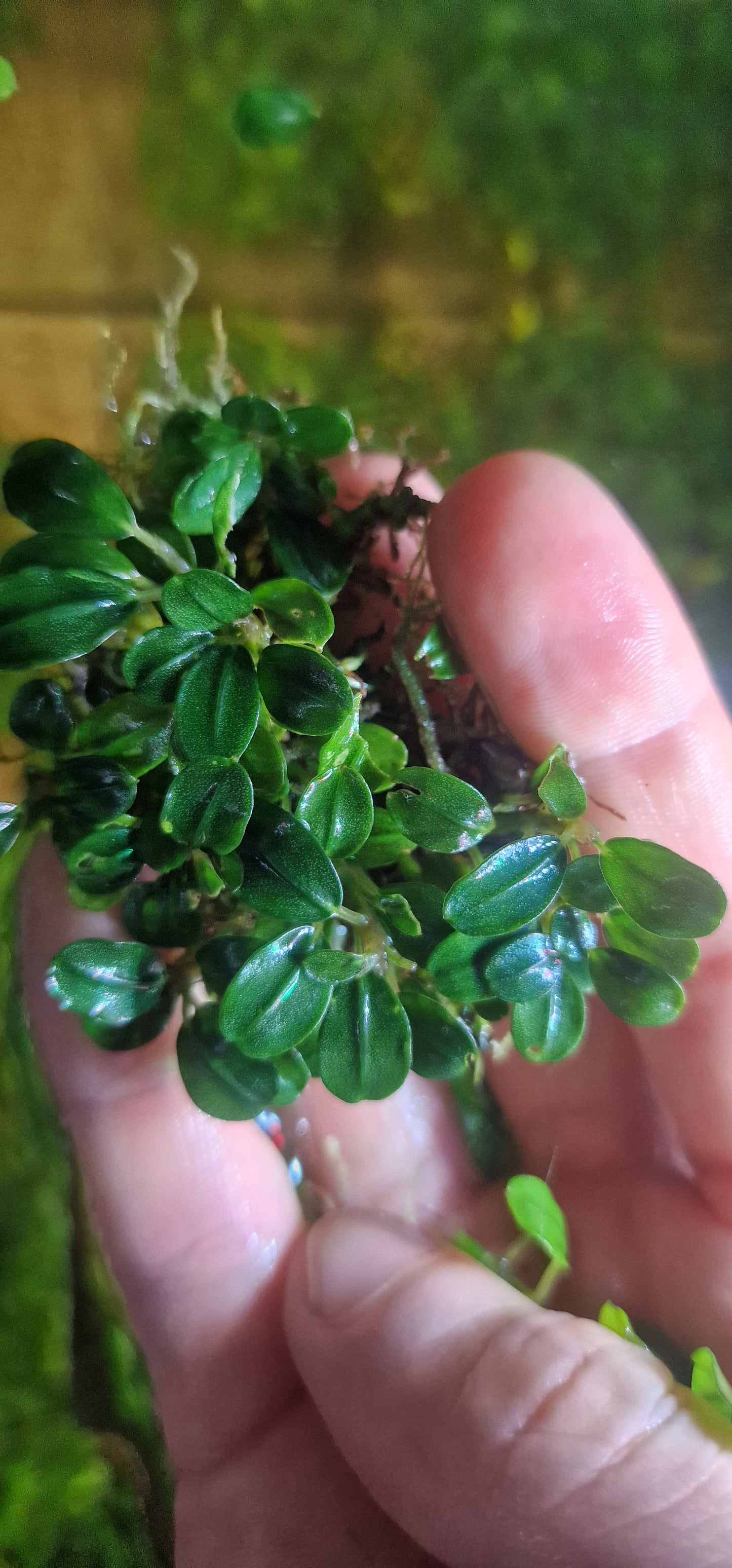 Bucephalandra mix plants