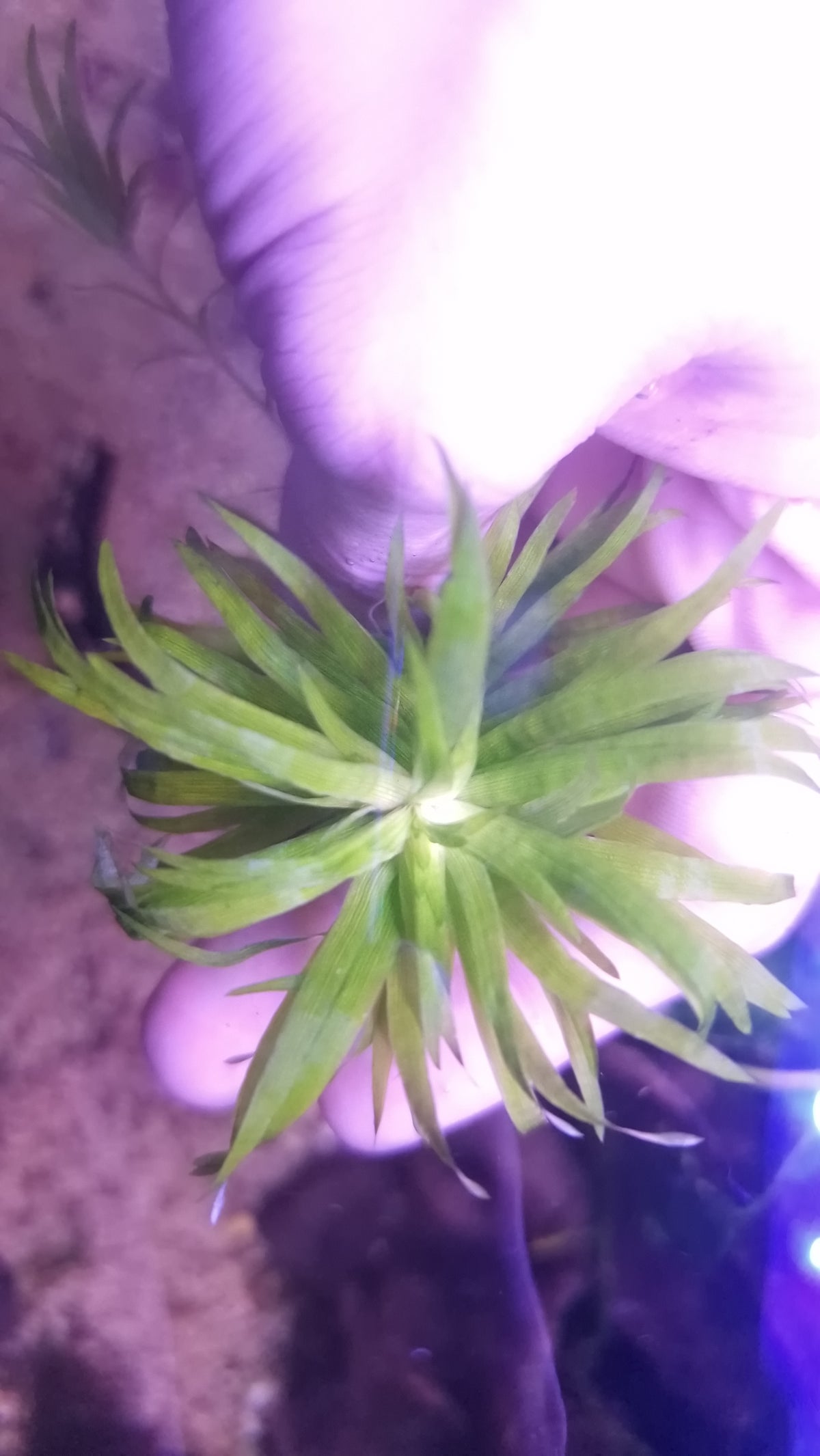 Syngonanthus sp. “Pedra” Rare Aquatic Plant 1pcs