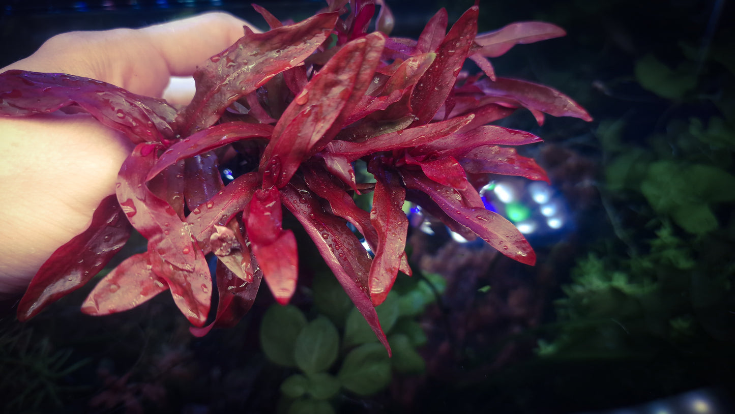 Ammania gracilis Red/Orange – Rare Aquatic Plant 10 stems