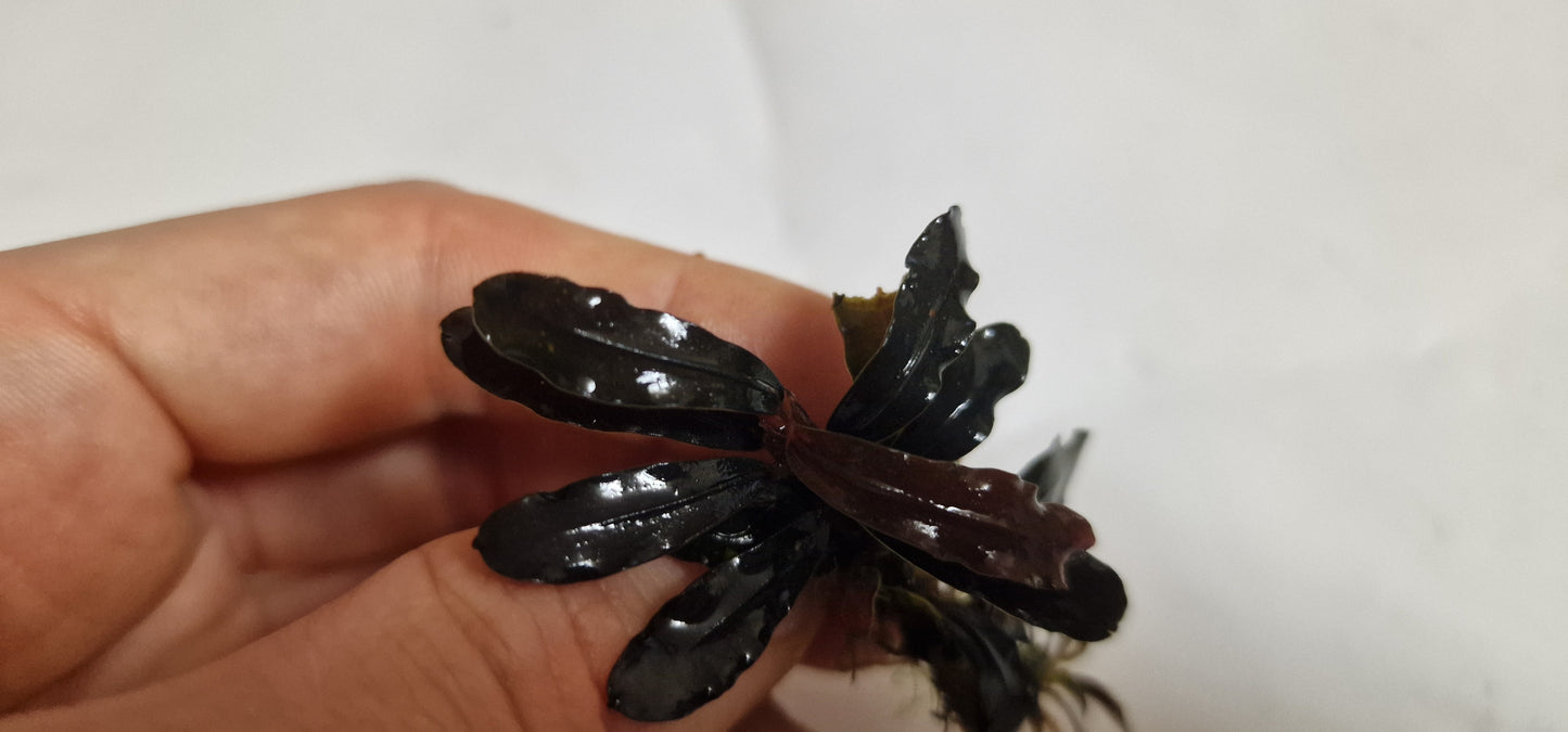 Bucephalandra narcisus dark melawi 7cm rhizome