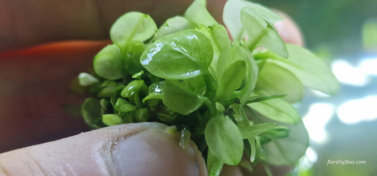 Anubias nana white 1 plant with roots submerged form
