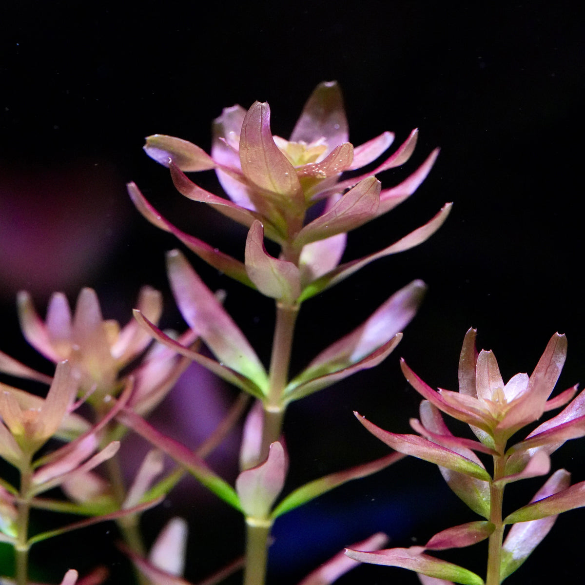Rotala Myanmar 4 stems 15cm