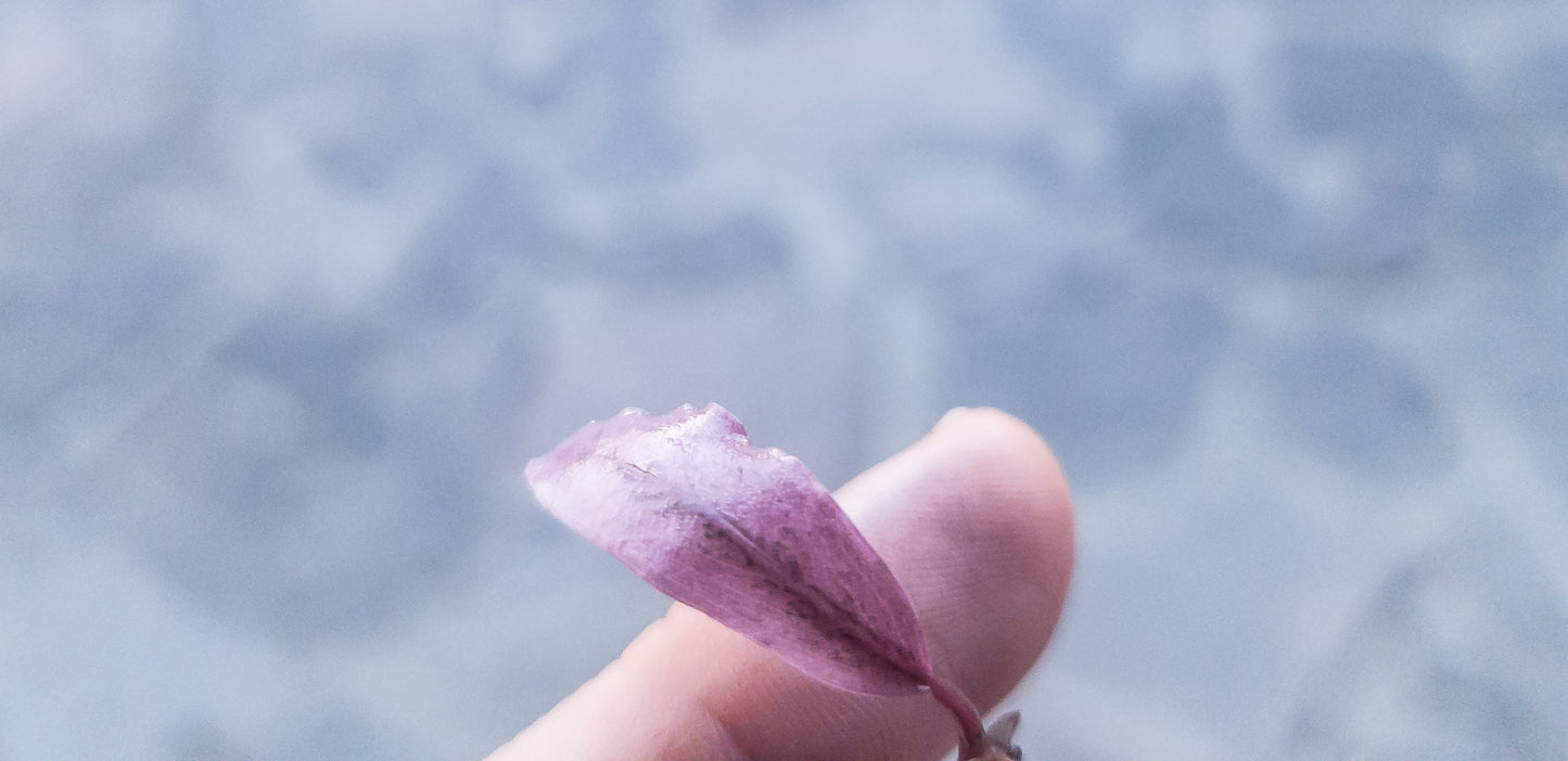 Bucephalandra "Theia Marble White/Pink" 1 portion 5 rhizomes Angelo GLbuc