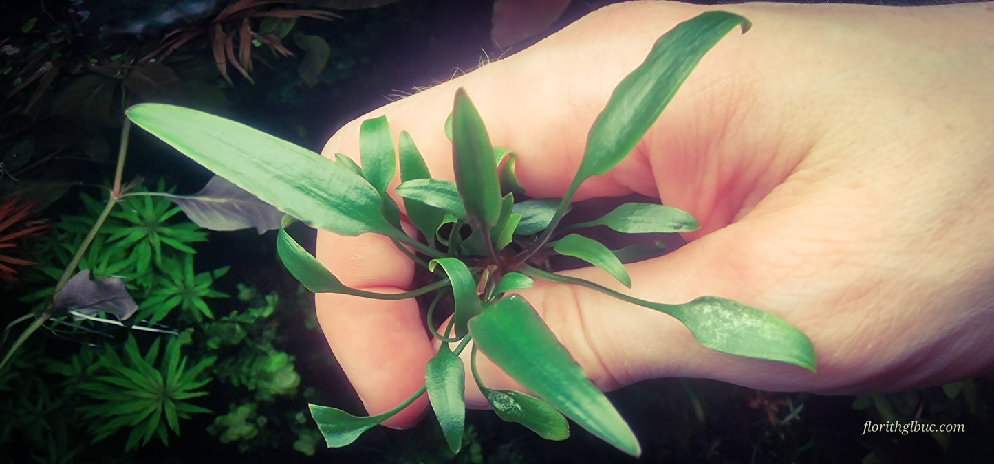 Cryptocoryne parva 5 plants large