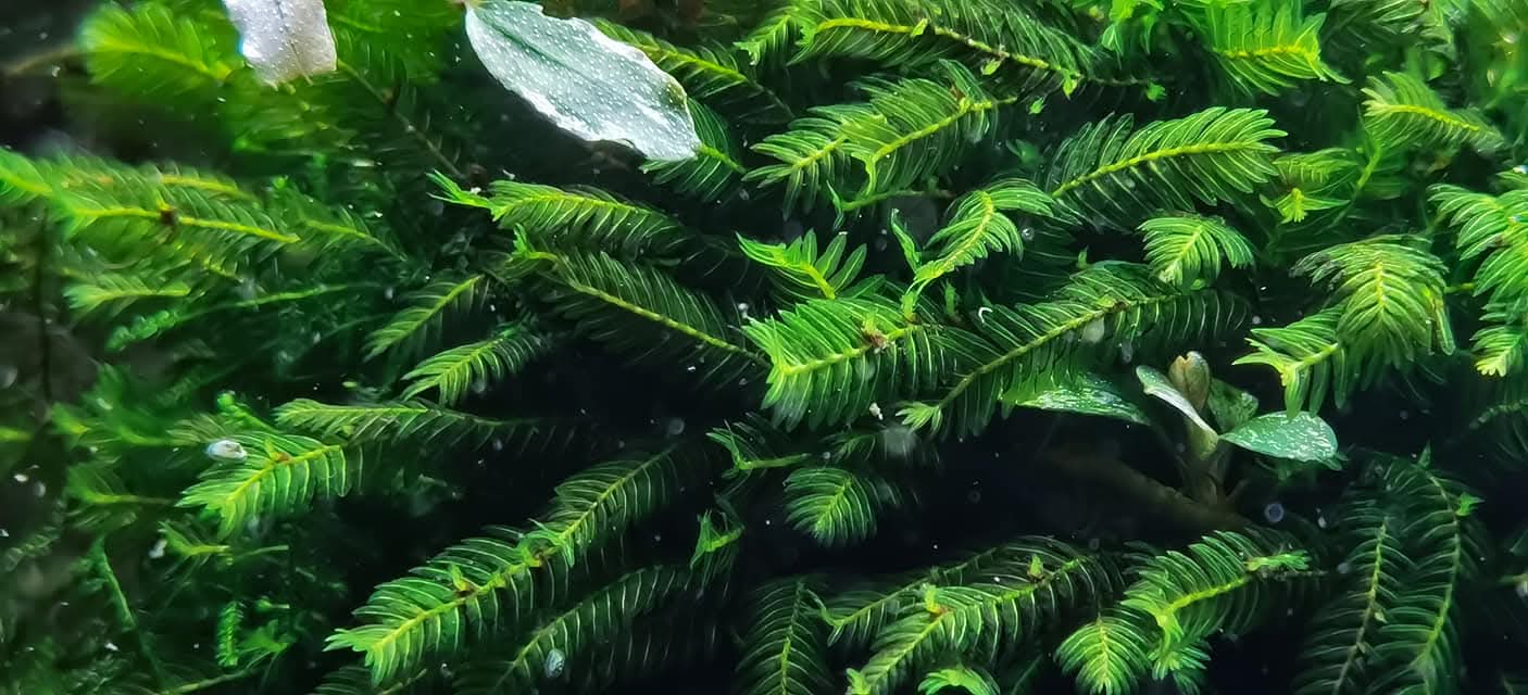 Fissidens grandifrons 3x3cm