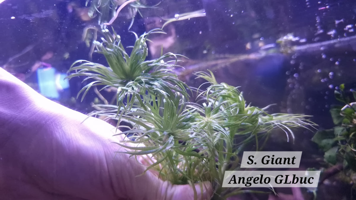 Syngonanthus sp. “Giant” Rare Aquatic Plant 3 Stems 15 cm