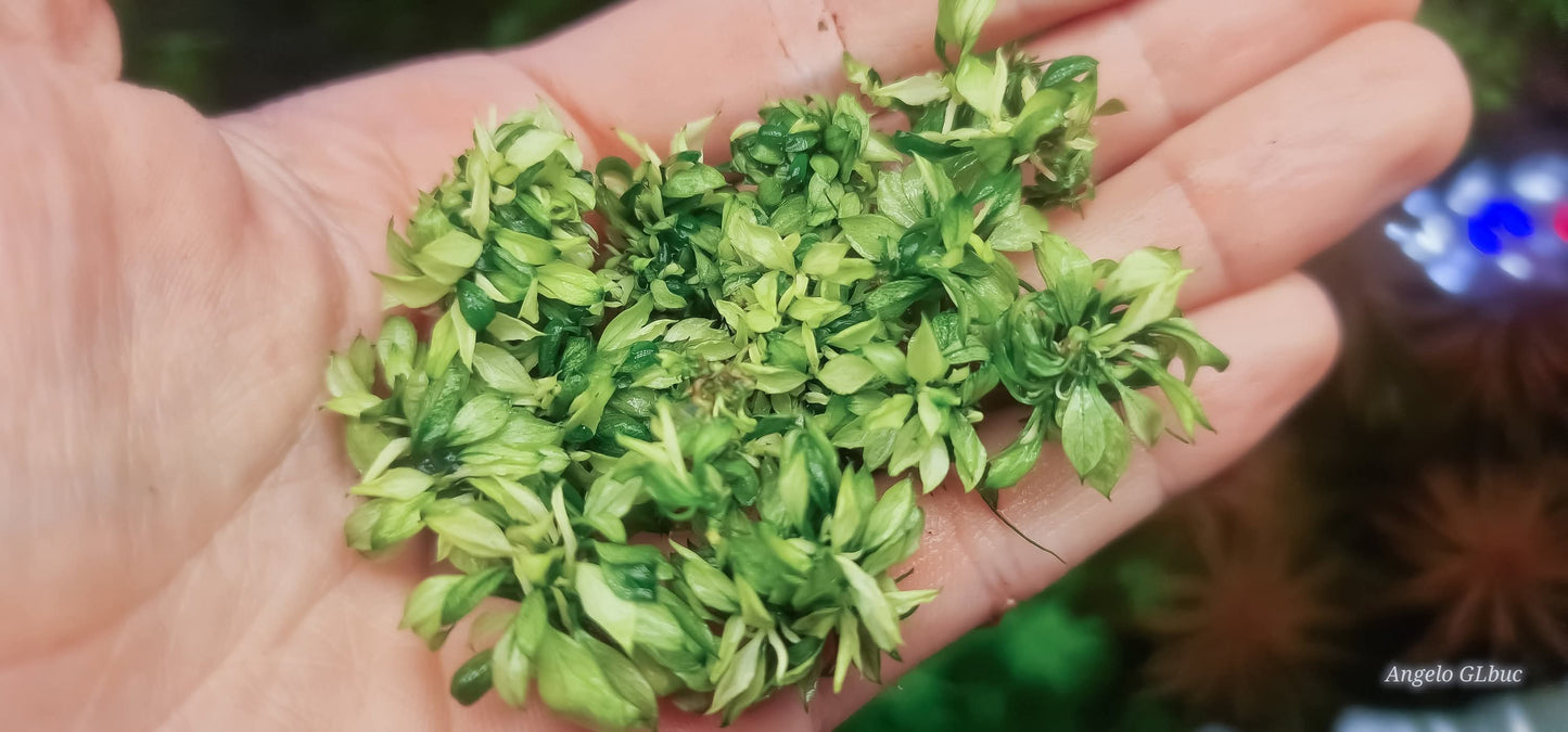 Anubias pangolino white – Rare Aquarium Plant 1pcs