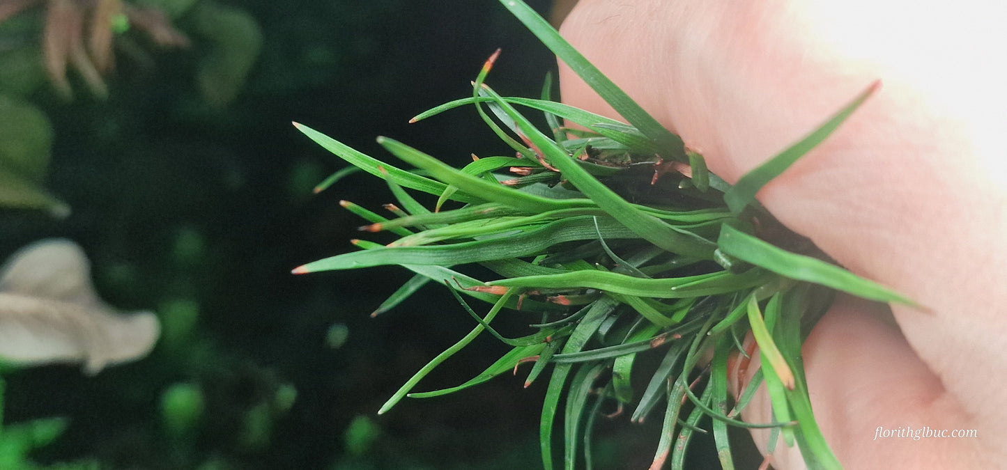 Eriocaulon vietnam 2 plants