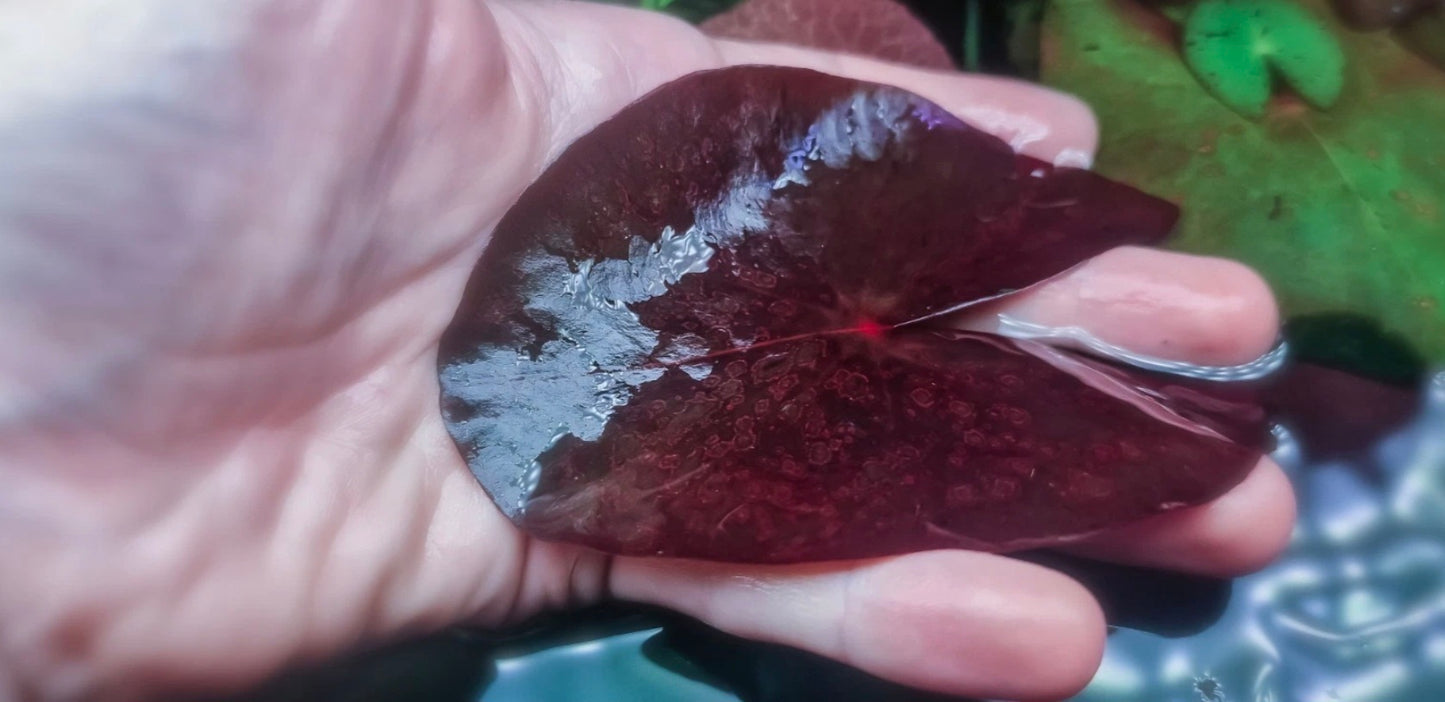 Nynphaea perù red 1 plant