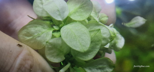 Anubias nana white 1 plant with roots submerged form