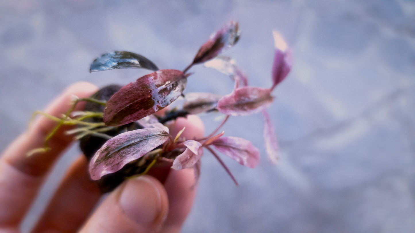 Bucephalandra "Theia Marble White/Pink" 1 portion 5 rhizomes Angelo GLbuc