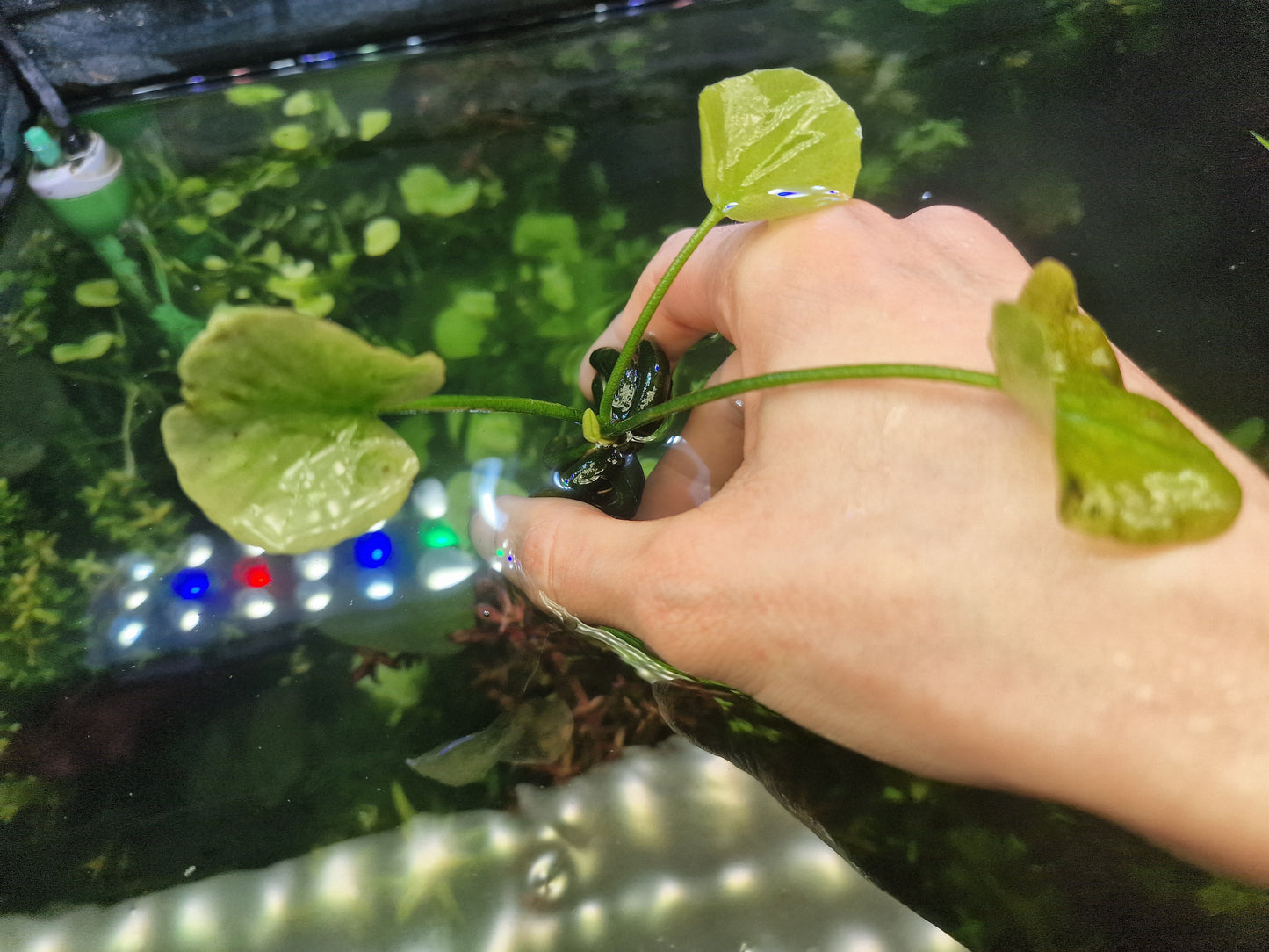 Nymphaea banana 1 plant adult