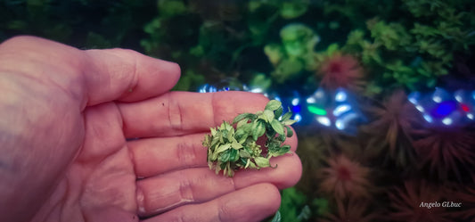 Anubias pangolino white – Rare Aquarium Plant 1pcs