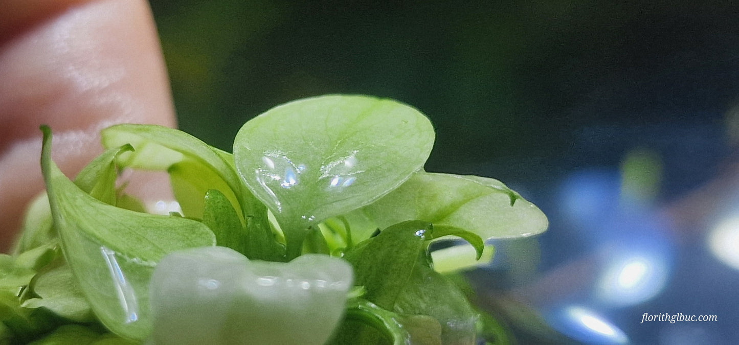 Anubias nana white 1 plant with roots submerged form