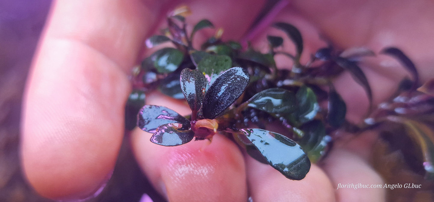 Bucephalandra elephant jade plant as in the photo