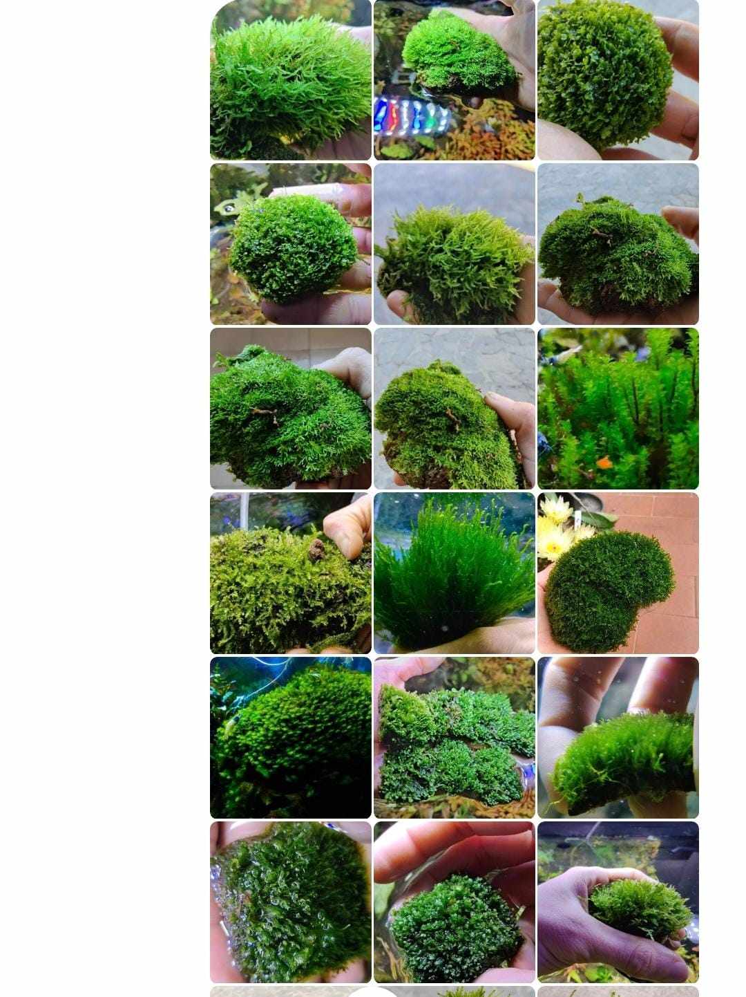 3 different moss 7x7cm