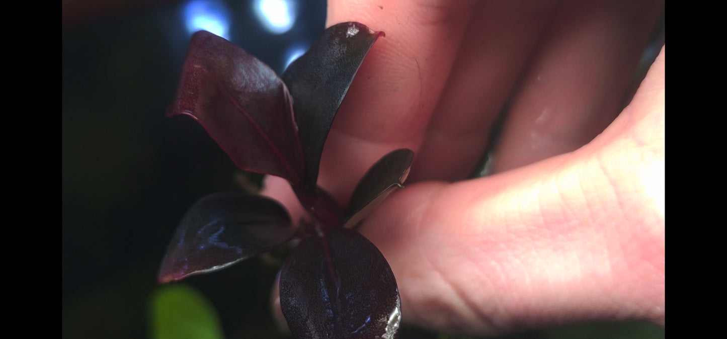 Bucephalandra blue safir/sapphire 1 rhizome 7cm