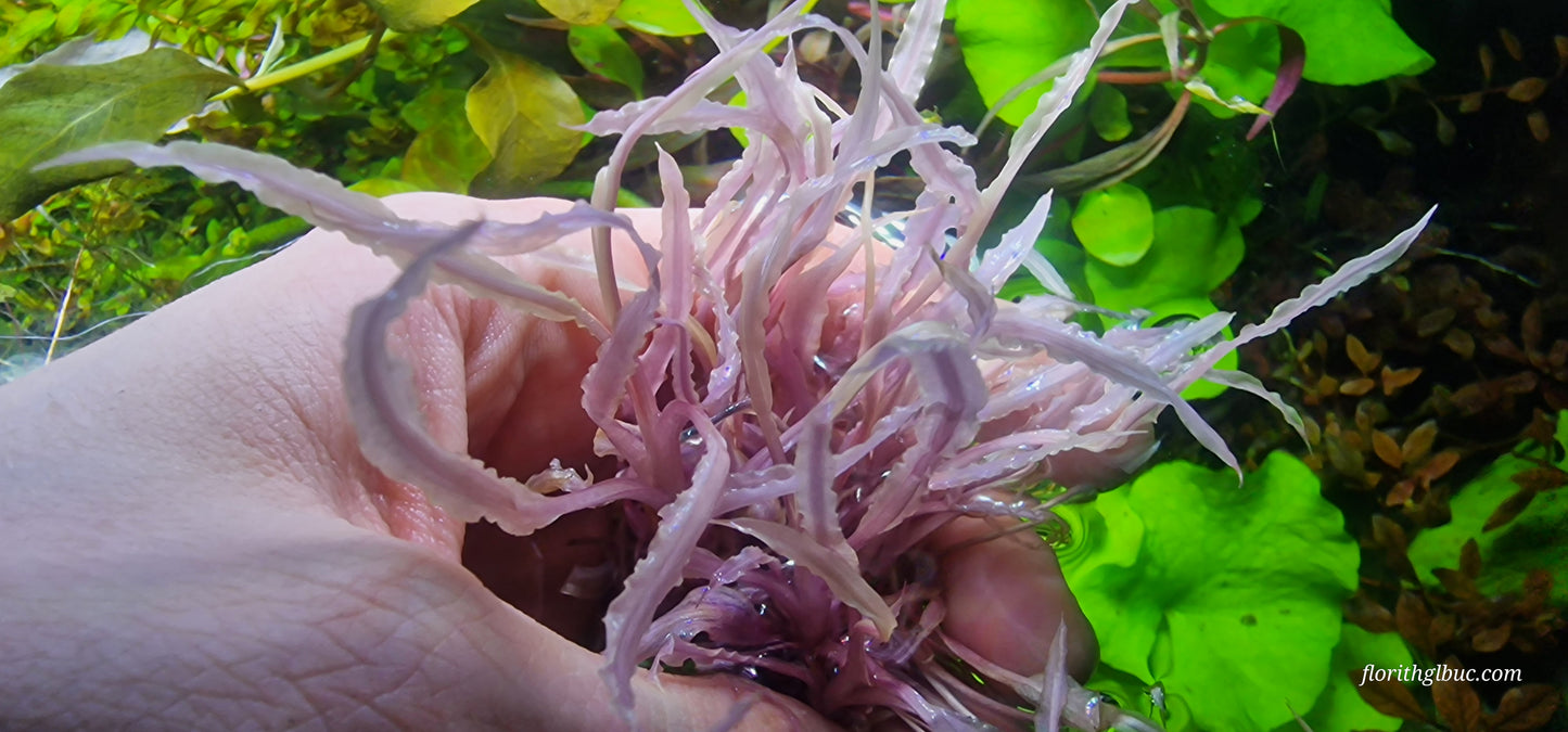 Cryptocoryne crispatula var. balansae “Pink/White