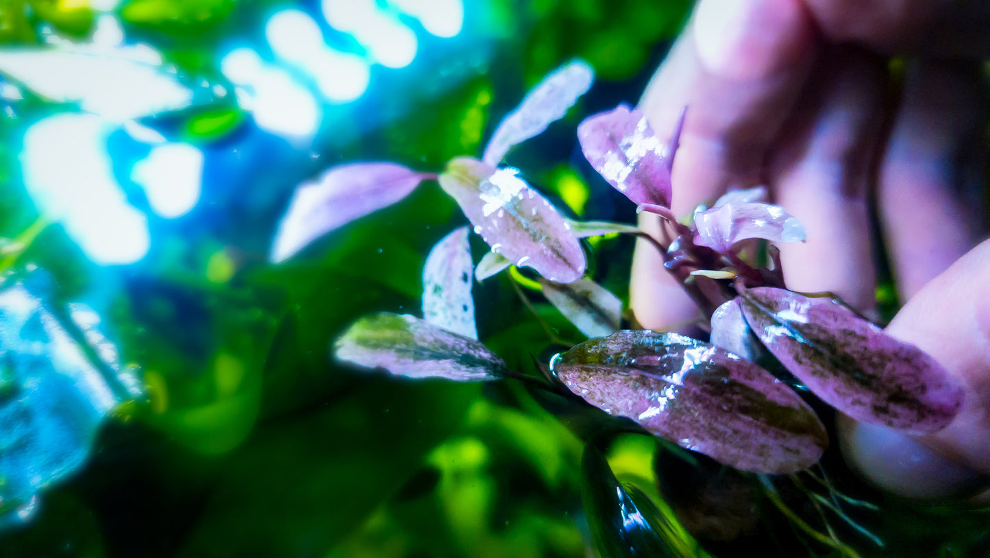 Bucephalandra "Theia Marble White/Pink" 1 rhizome 5cm