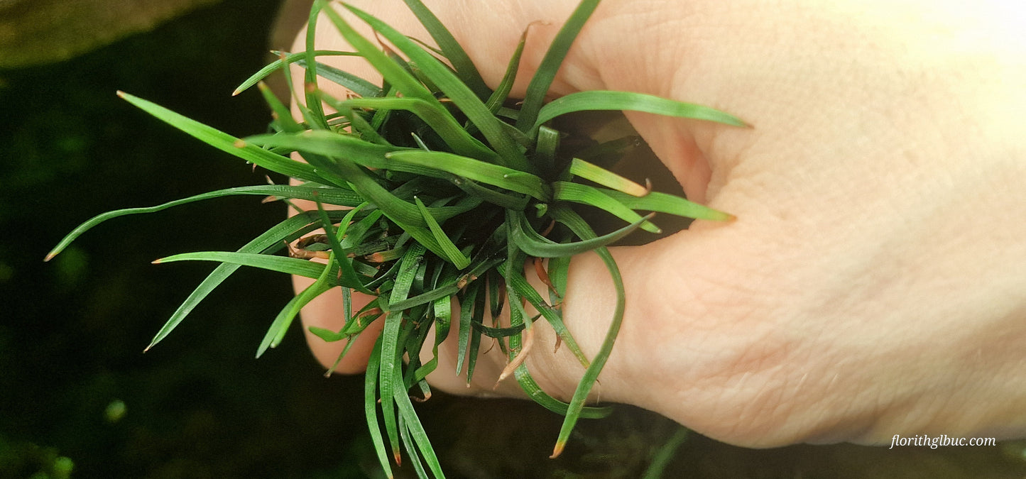 Eriocaulon vietnam 2 plants