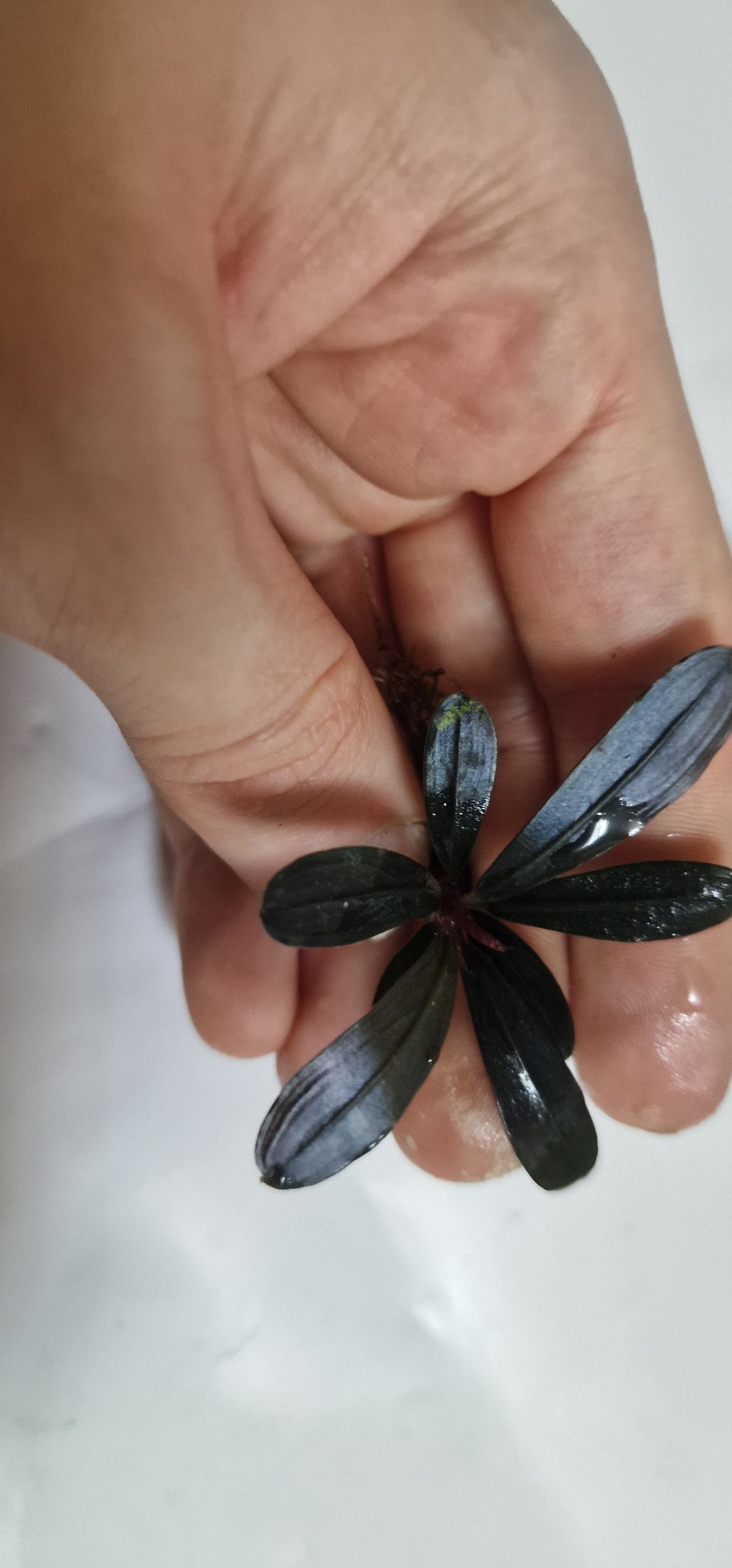 Bucephalandra narcisus dark melawi 7cm rhizome