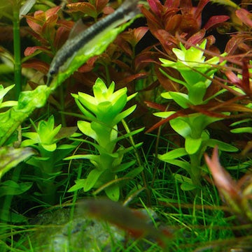 Tonina Lotus blossum 5stems 15cm