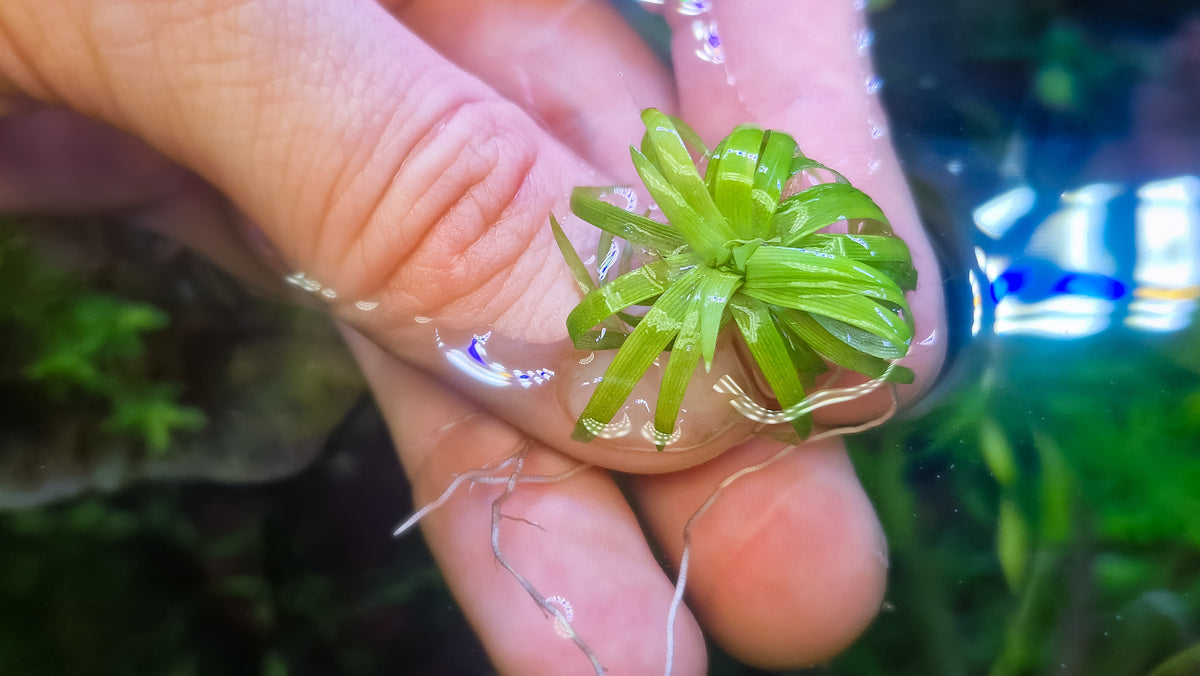 Eriocaulon sp. “Bahia Mini Taco” – 1 pc