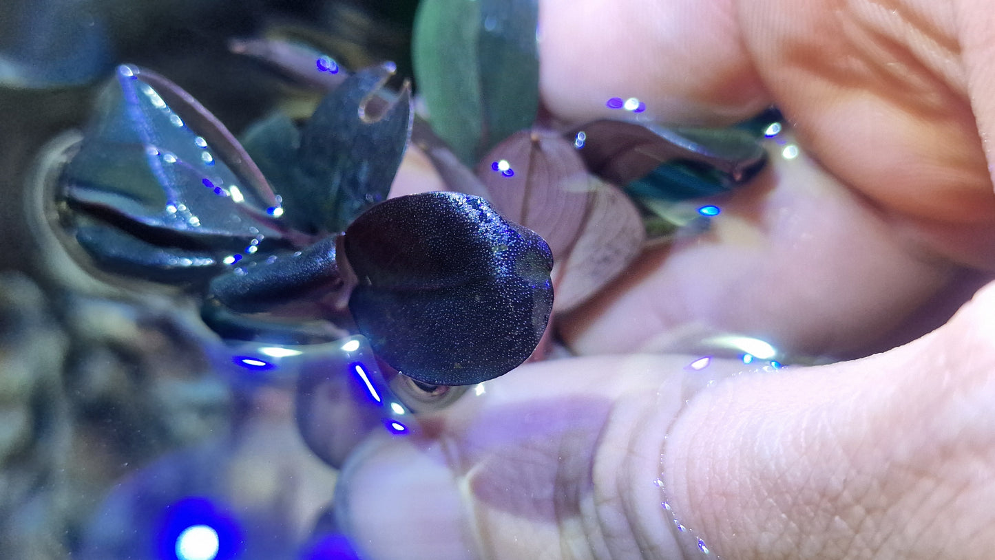 Bucephalandra blue safir 5cm rhizome