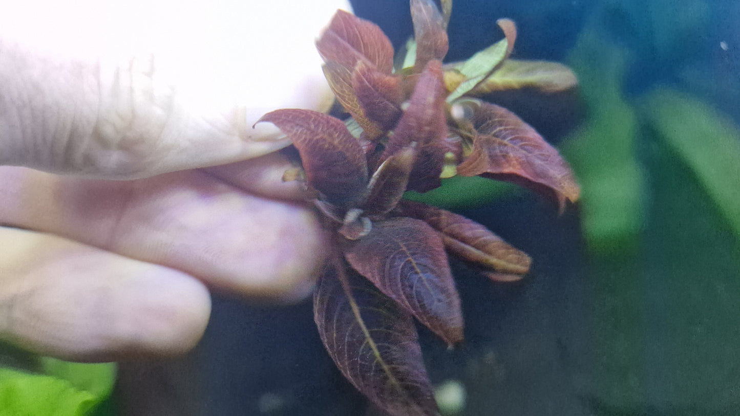 Hygrophila corymbosa "Kompakt" 5 stems 5cm