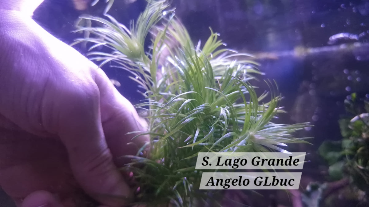 Syngonanthus Lago Grande 3 Stems 15cm Rare Plants aquarium