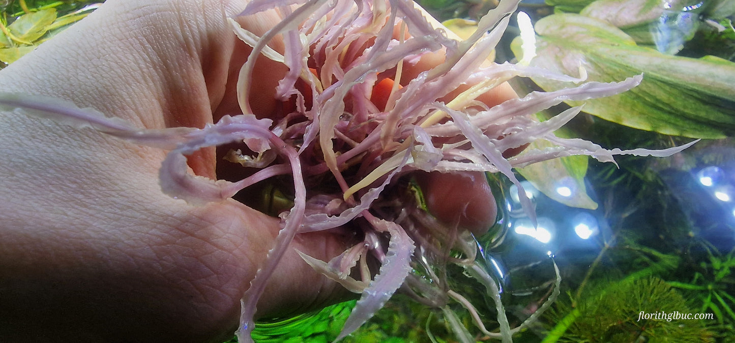 Cryptocoryne crispatula var. balansae “Pink/White