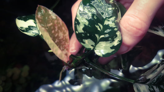 Anubias varking mother plants mother plants