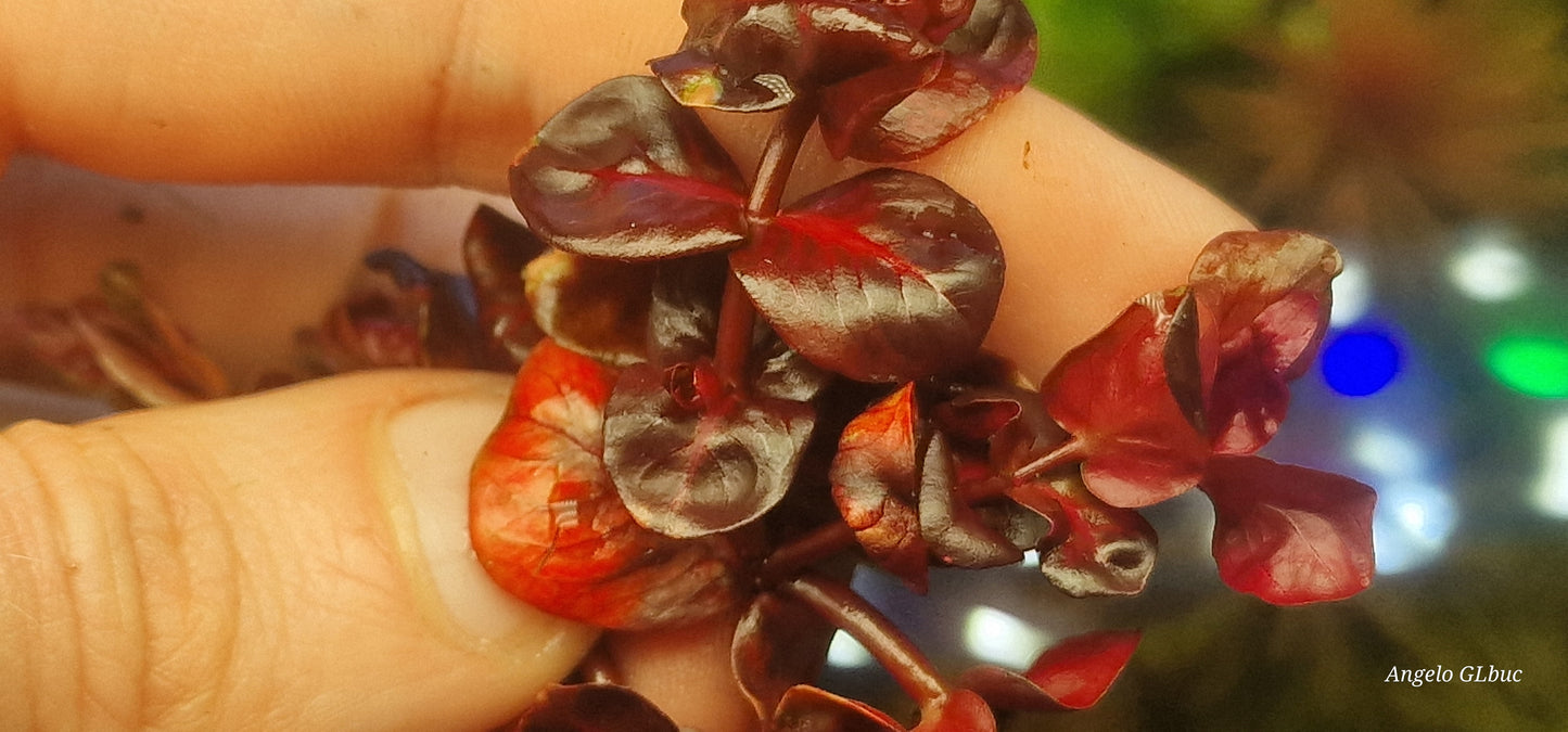 Rotala macrandra variegated emerged form 5 stems 15cm