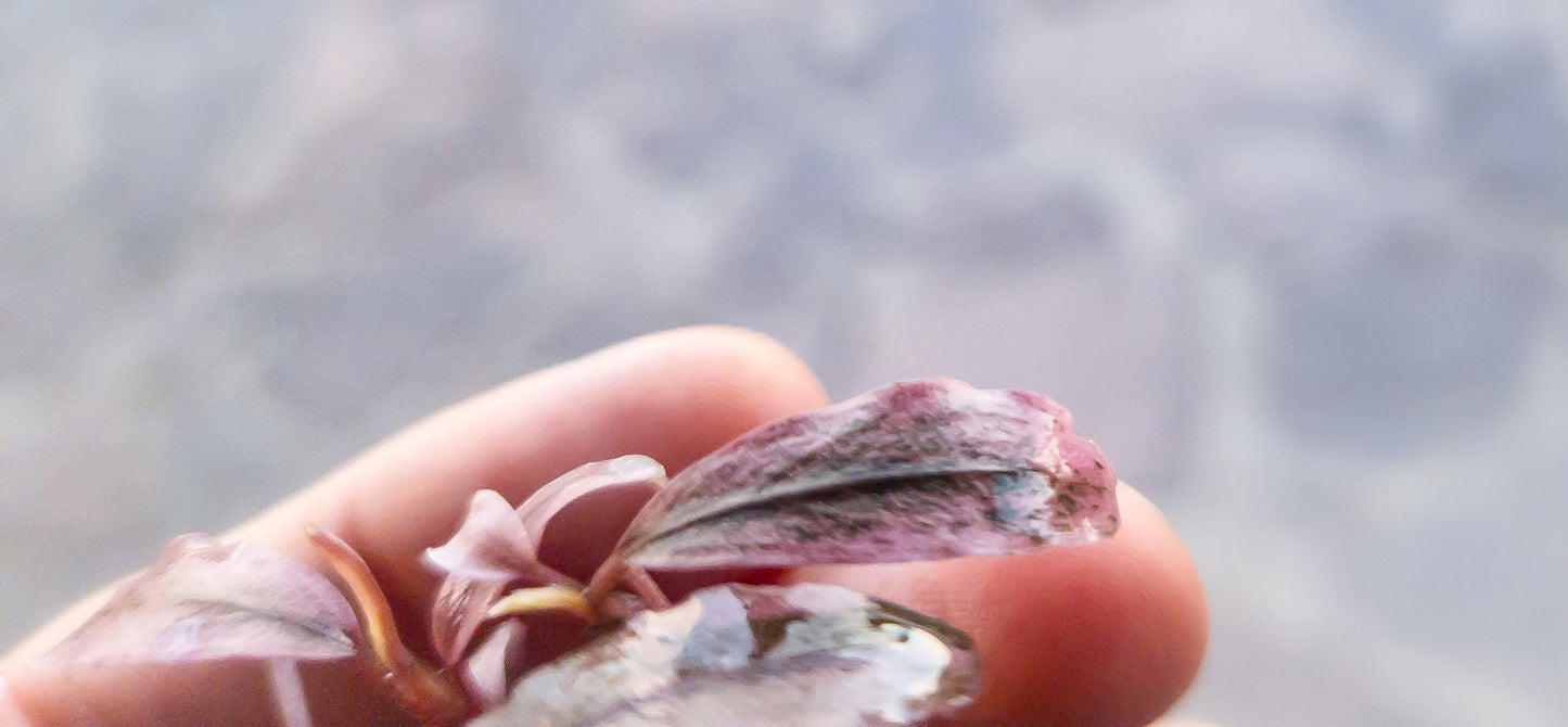 Bucephalandra "Theia Marble White/Pink" 1 rhizome 5cm