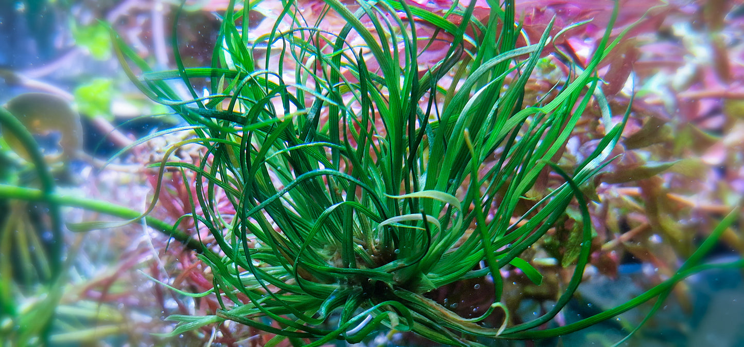 Eriocaulon sp. "Japan Needle Leaf" rare plants aquarium 1plant