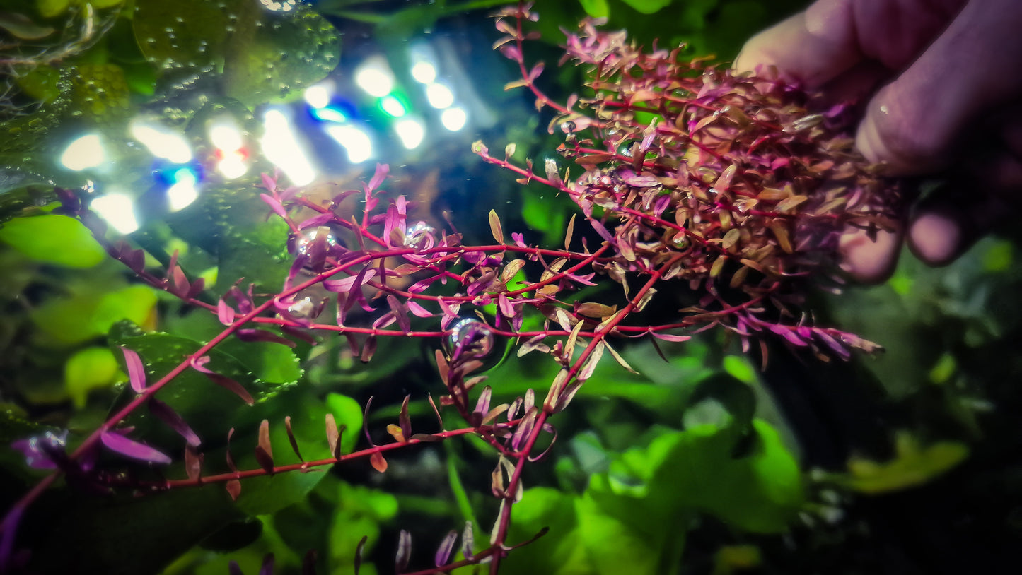 Rotala Orange leaf variant india 3 stems 20cm