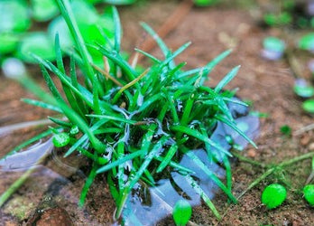 Eriocaulon sulawesi 1 plant