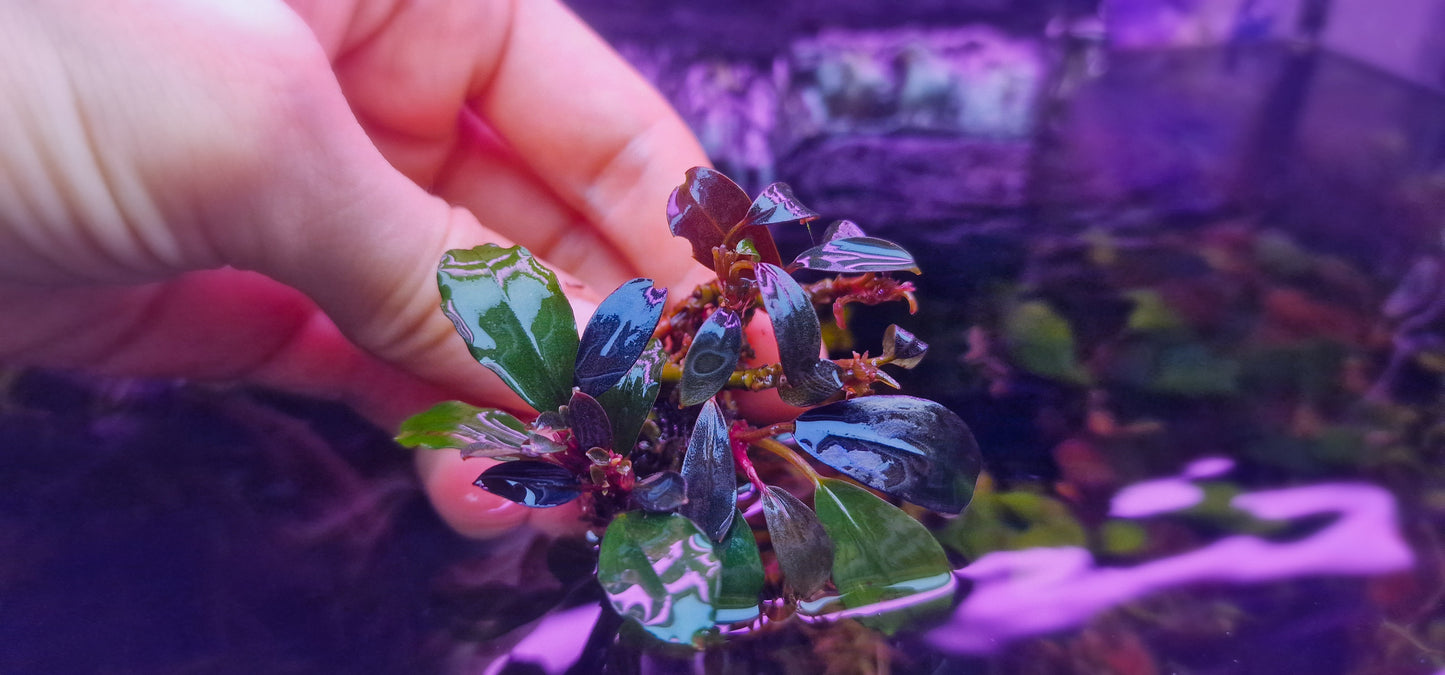 Bucephalandra Kopi Susu rare plants aquarium