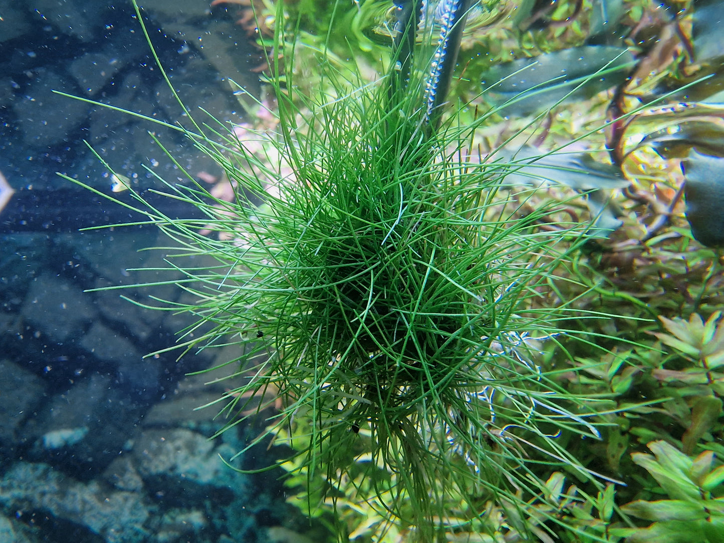 Eleocharus parvula mini 5x5cm  3 portion