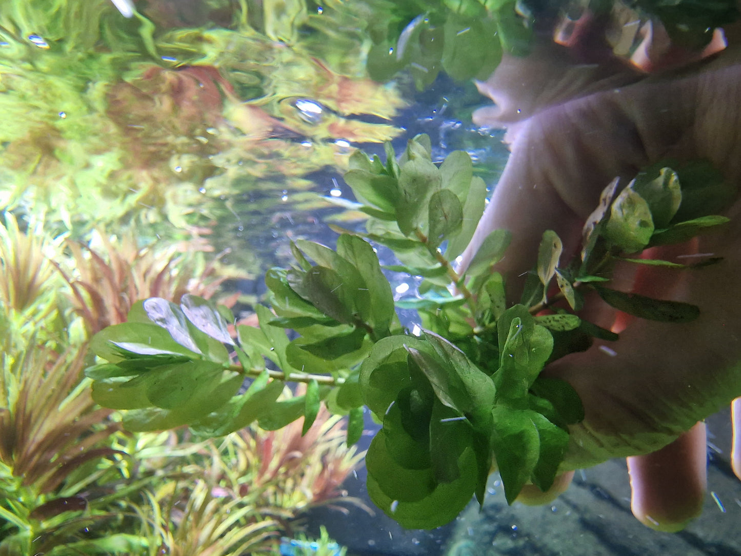Rotala shayadrica 5 stems 15cm