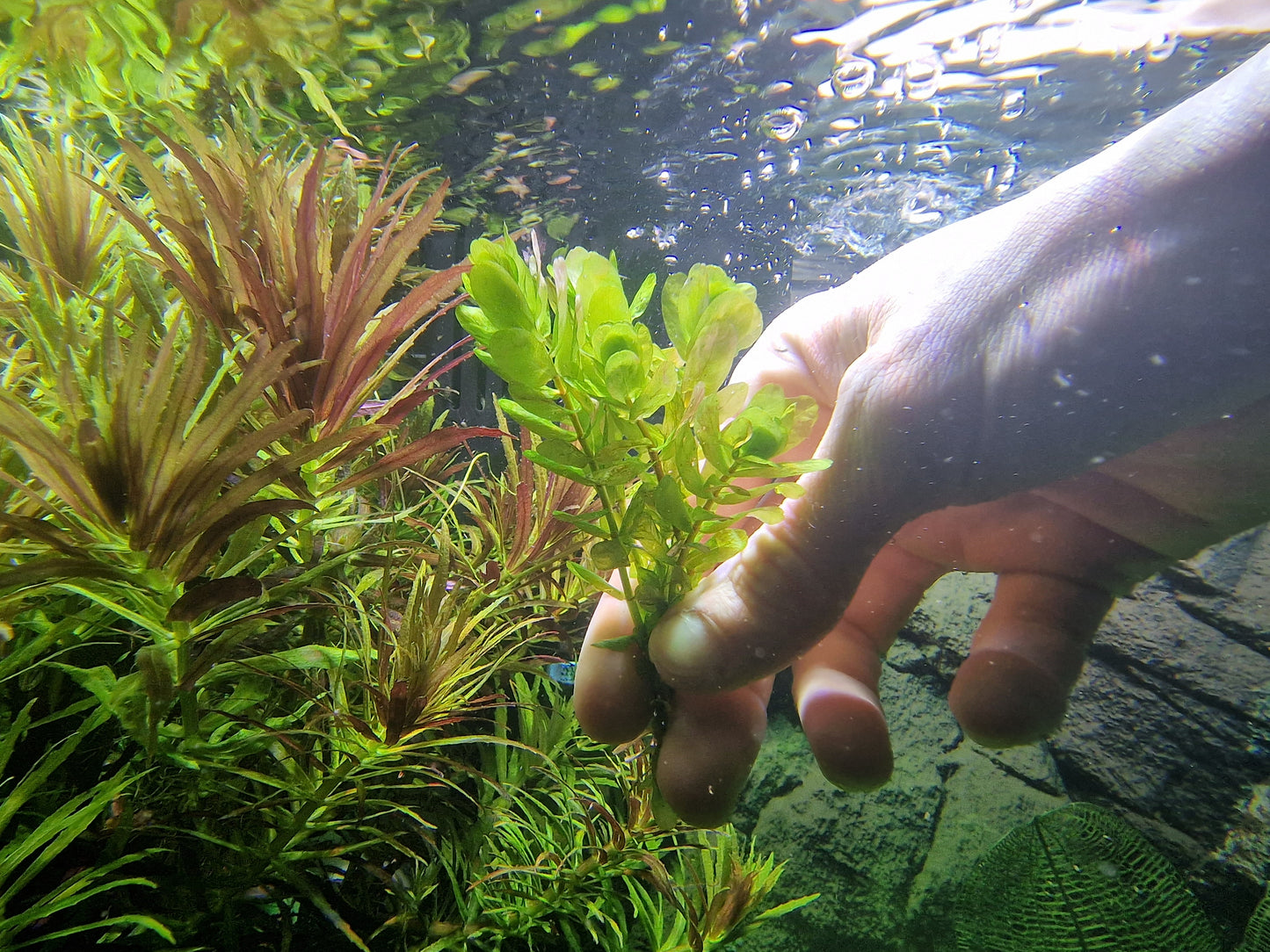 Rotala shayadrica 5 stems 15cm