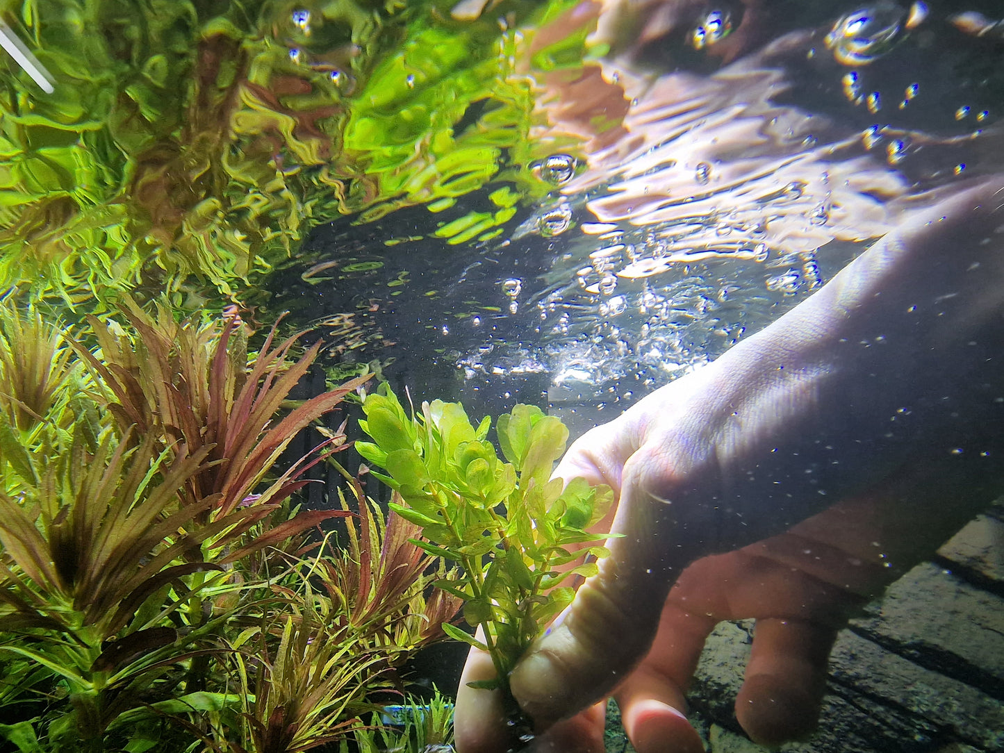 Rotala shayadrica 5 stems 15cm
