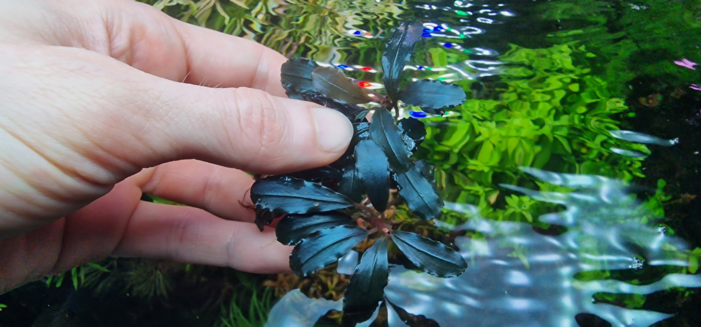 Mix bucephalanadra plants aquarium rhizome 7cm