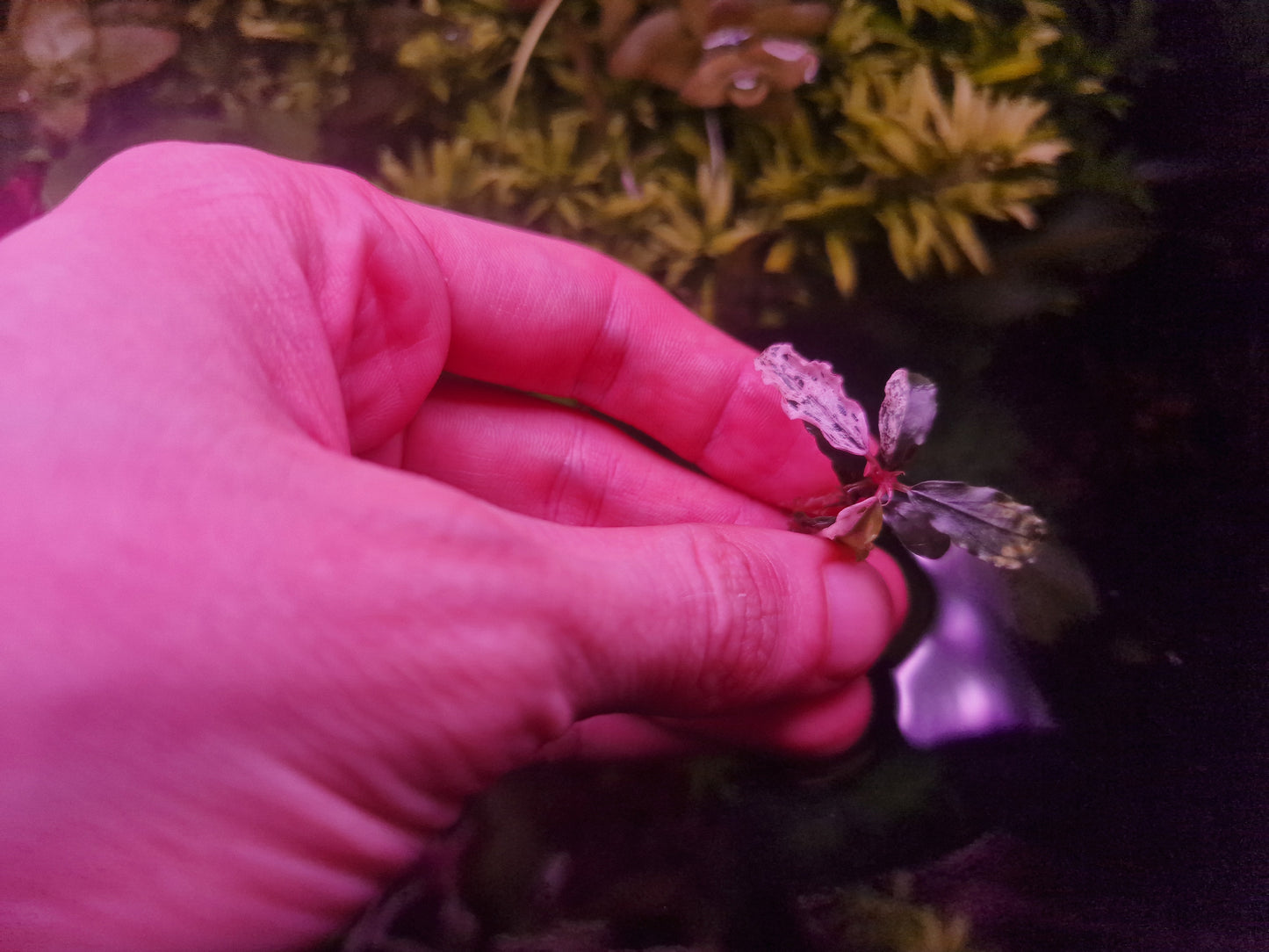Bucephalandra brownie melawi variegated 1 rhizome 5cm