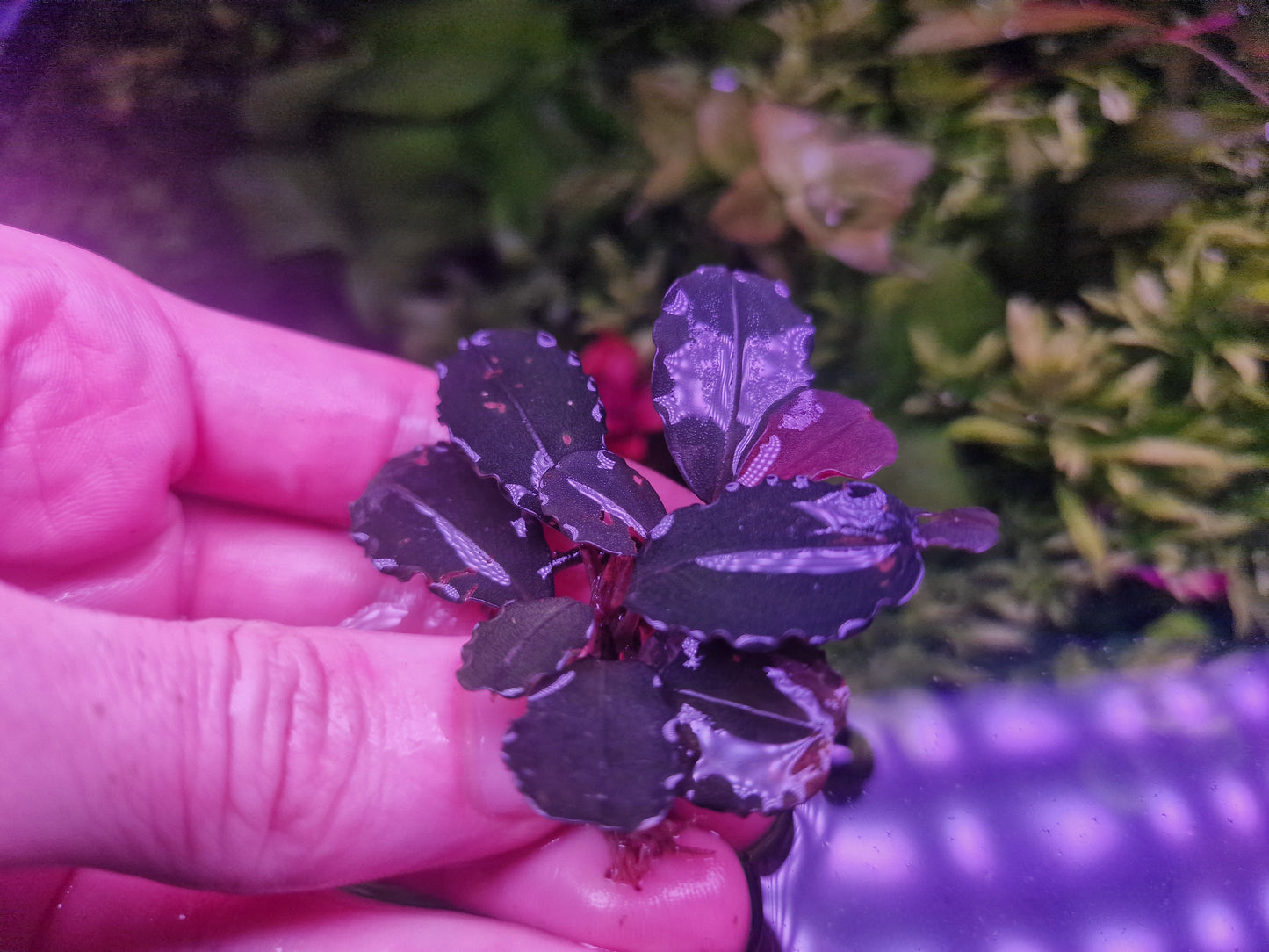 Bucephalandrandra pink sanggau 1 rhizome 5cm